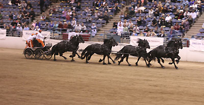 eight up of Friesian Horses