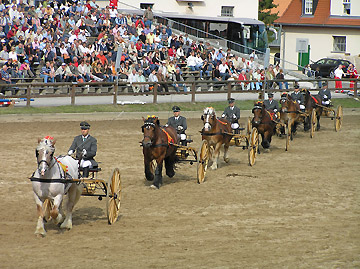 German Heavy Warmblood stallions performing a quadrille